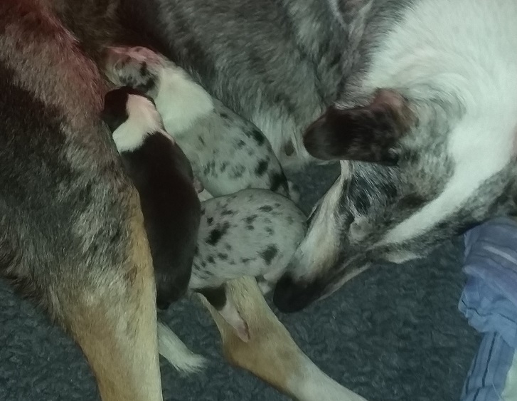 spolu
